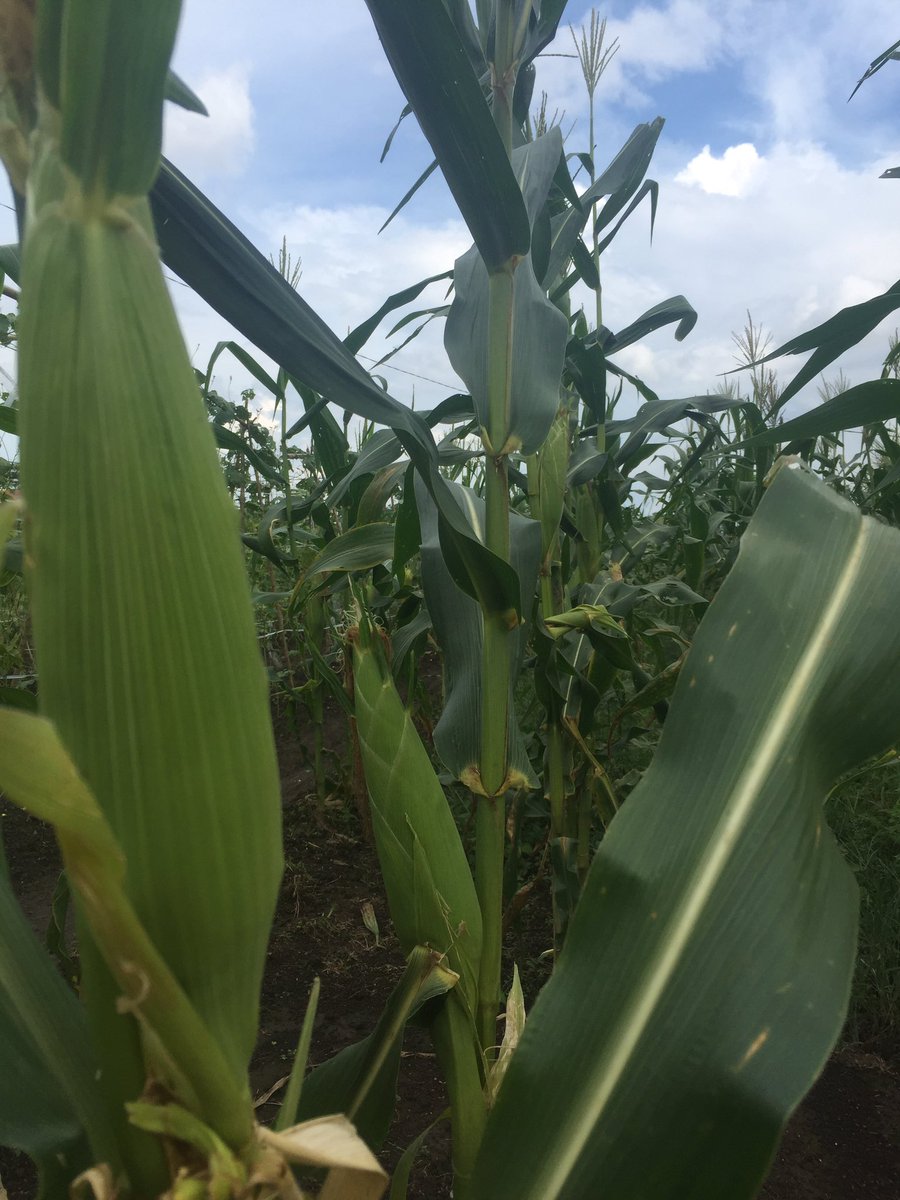 Jejak Waluyo tweet media