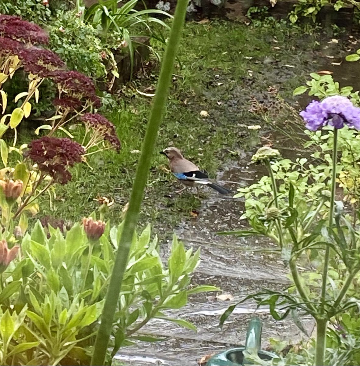 SusanBailey63's tweet photo. Delighted to have this handsome Jay visit us this morning. He joined the blackbirds, wood pigeons &amp; collared doves in picking up the sunflower hearts the goldfinch fling everywhere from their feeders. I hope we see him again #newvisitor #Jay #suburbanbirds #mygarden @HMWTBadger https://t.co/0qQWLsNh1S