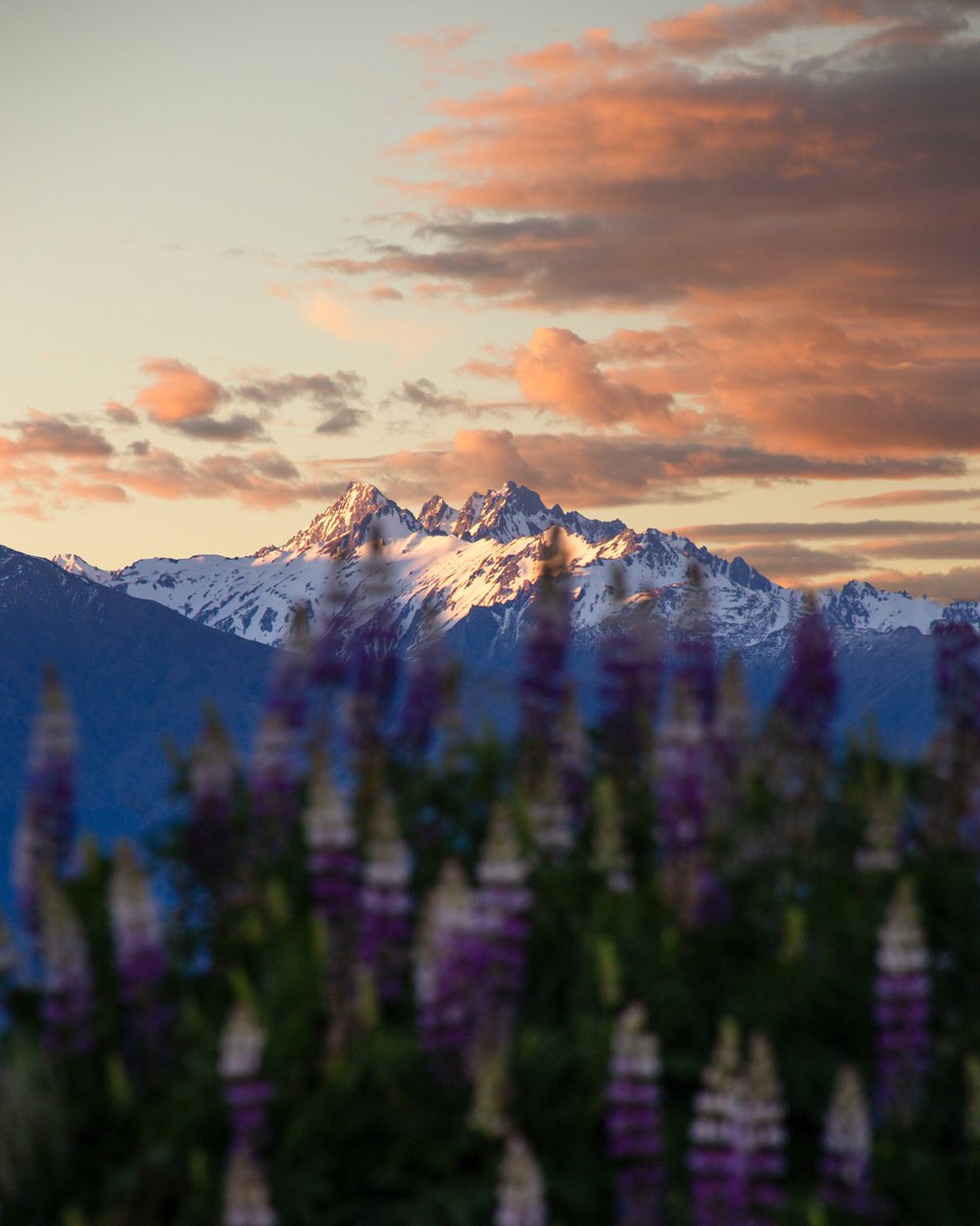 Mountains, Lupins, or sunset? 
How about all 3? 😀