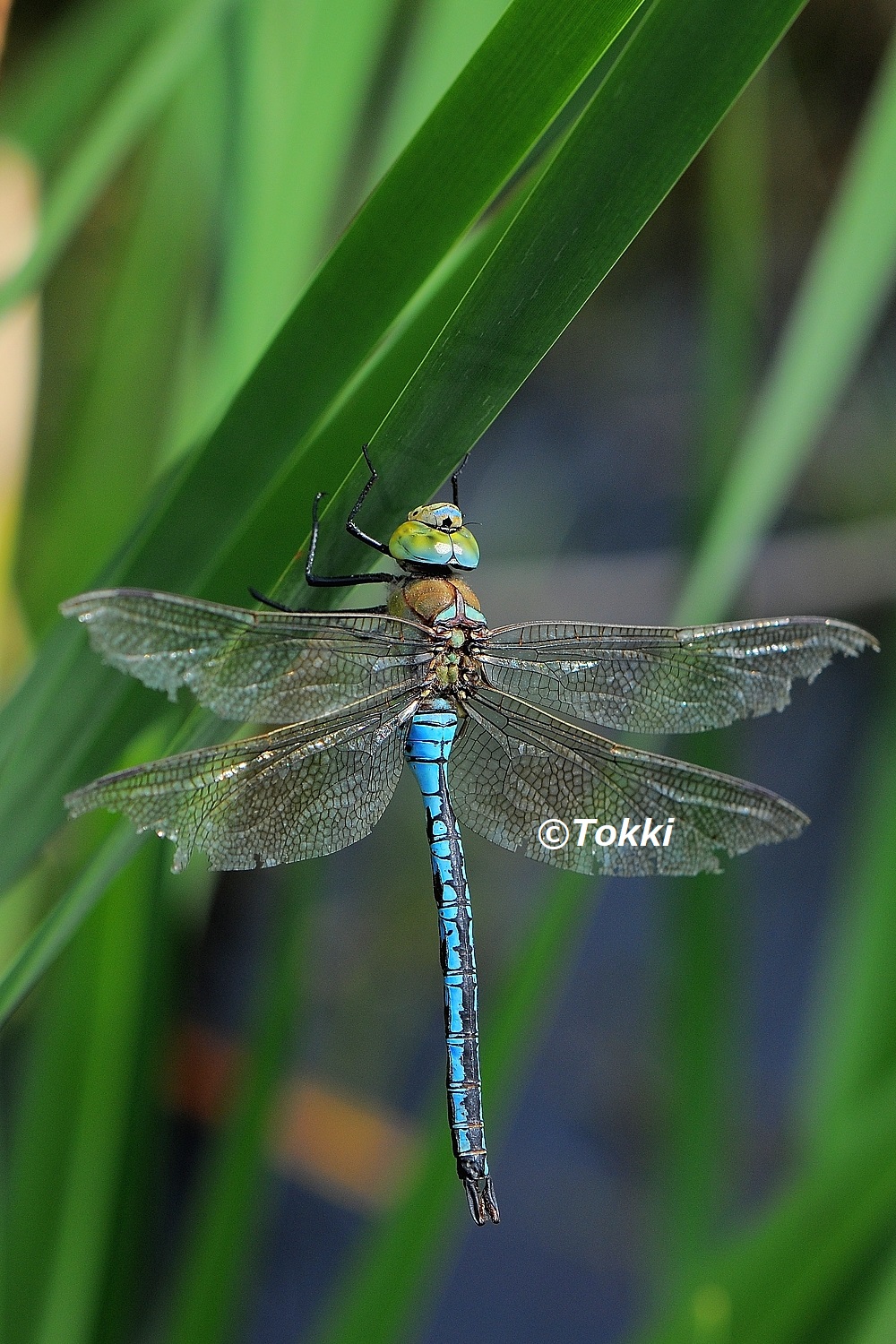 Tokki ドイツで見たコウテイギンヤンマ Anax Imperator 池というよりは大きめの水たまりのようなところにいました 腹部の水色がとても綺麗です 10 8 4 ミュンヘン コウテイ ギンヤンマ ヤンマ トンボ 昆虫 T Co U0mznvgevv Twitter
