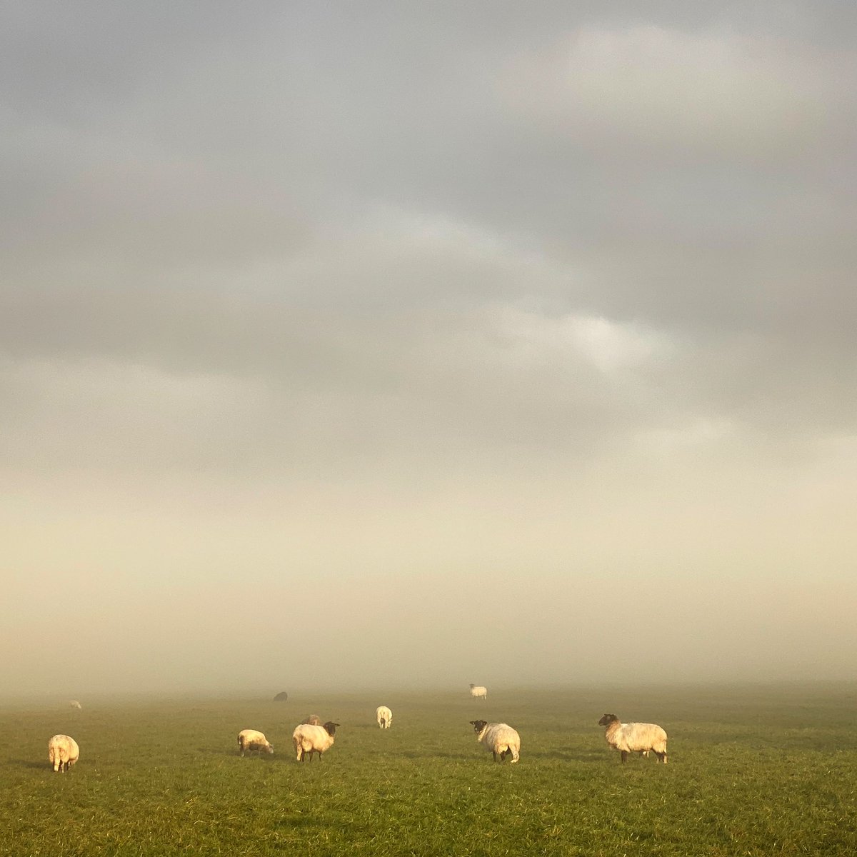 flooroostra's tweet photo. Goedemorgen #drenthe #mooidrenthe #drentslandschap #mist https://t.co/SsyHqS07Dr