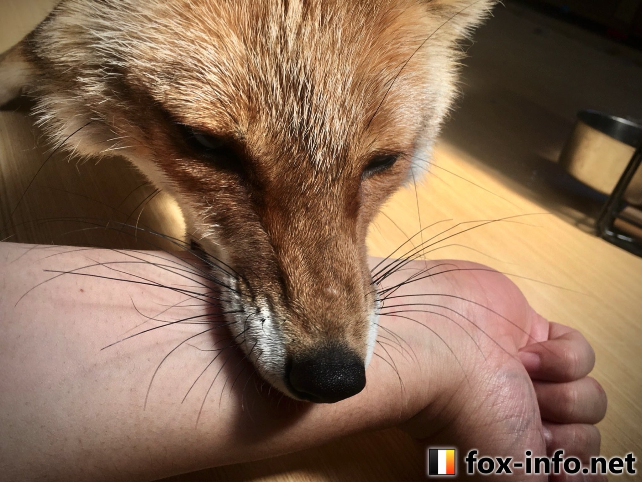 Twitter 上的 キツネ写真館 きつね飼養中 キツネは衣類に対して並々ならぬ執着があり 本気で噛み付いてくるので非常に危険です それに対し 素肌への攻撃性は比較的弱い 対飼育者に限ります つまり 全裸でキツネの世話をすれば逆に安全なのではないか という