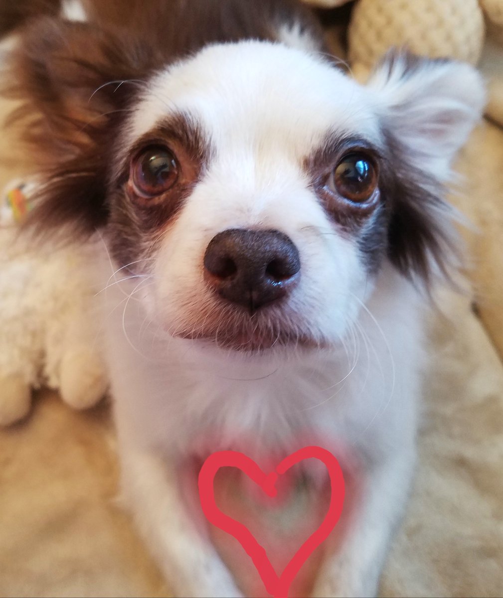 I hope I get to 7000 fwends & followers! I wuv to spread da wuv & more fwends means more wuv to share!❤️ I make dis heart wif my arms to show yoo all da wuv in my li'l Boo heart for YOO, my pals! Will yoo help me spread da wuv? 😘💕❤️🐶 #dogsoftwitter #rescuedog #LoveWins