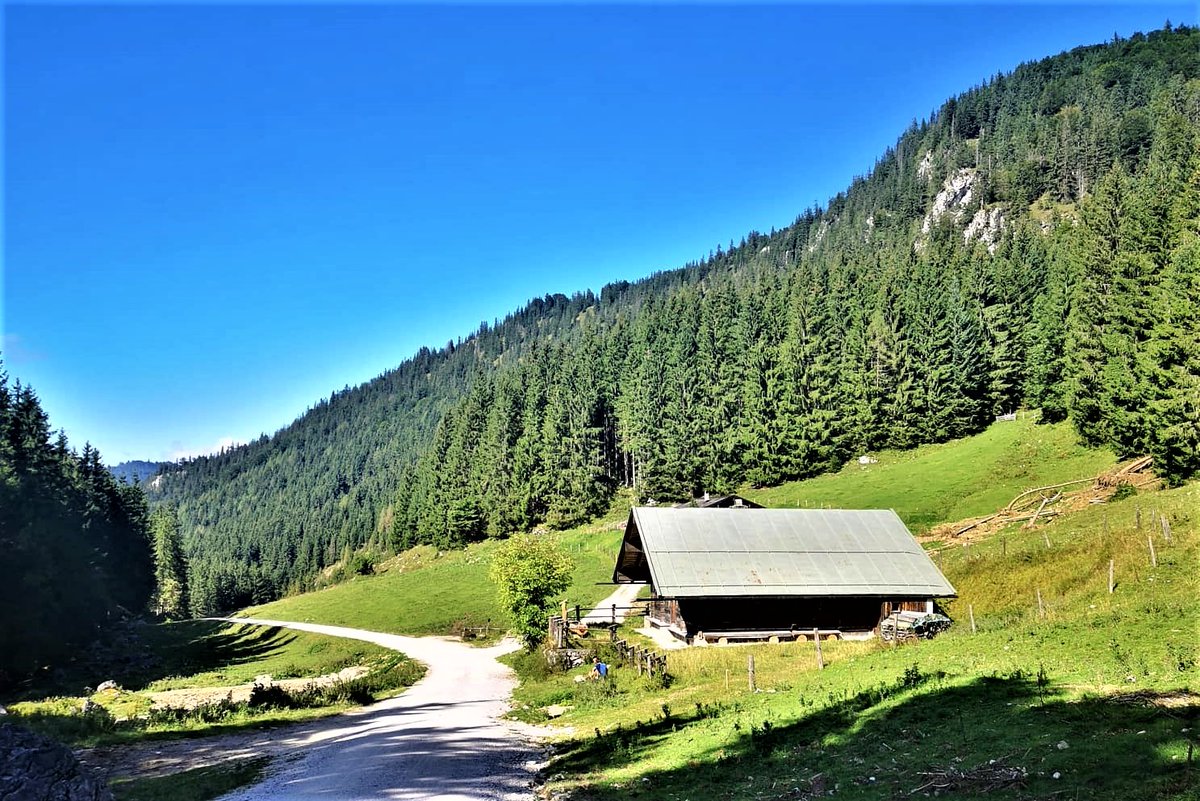 Greenisamissio1's tweet photo. Short thoughts during the day. Sometimes I see the forest like a big brush through which the air brushes, is cleaned and freshly available to us. Continue to have a blessed and wonderful day my dear fellow inhabitants of planet Earth.๐๐๐๐โค๏ธโค๏ธ https://t.co/RBm4Zx4NBA
