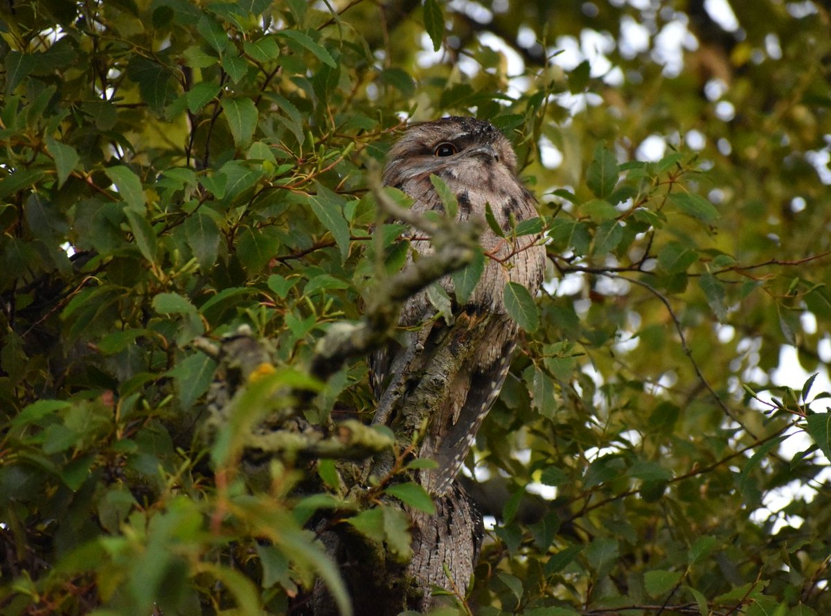 VintageBauer's tweet photo. Tawny - master of disguise.
#Aussiebackyard
#TawnyFrogmouth
#birb https://t.co/OzUYzAP16b