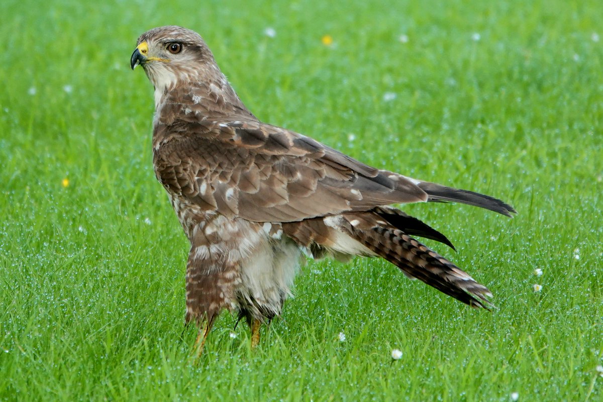 AdeysAlthorp's tweet photo. One of the Estates more normal coloured common buzzards.
conservation@althorp.com #buzzard #althorpestates https://t.co/Yqbc53hshk