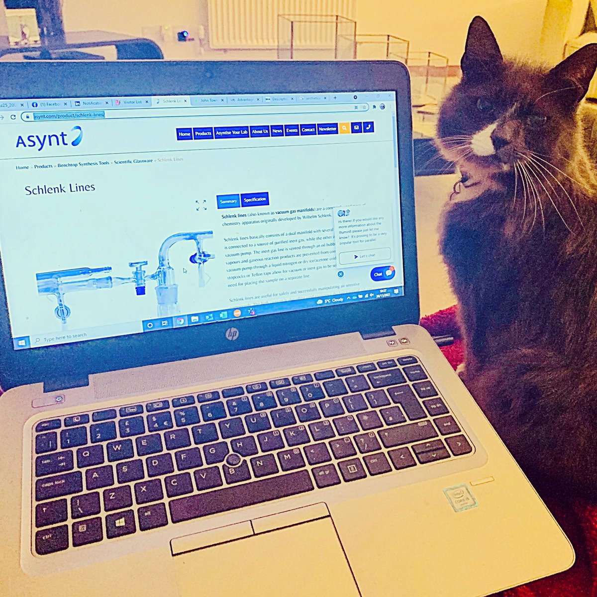 I have a little #schlenkline helper! #sundayfunday #buddydumbledore #chemistrycat #CatsOfTwitter