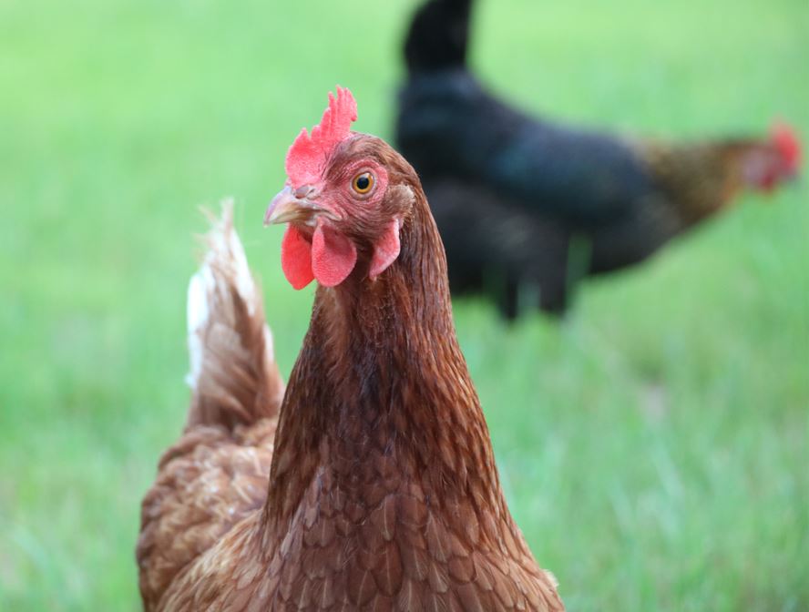ChickensGreen's tweet photo. The #happyhens at  #GreenAcreCottage have enjoyed some warm porridge this morning and are now busy foraging for worms. 
#TheGoodLife #Chickens #Hens #FreeRange #ChickenKeeper #Smallholding #henkeeper #LifeOfAChicken #Smallholder #GreenAcreCottageChickens #GreenAcreCottageHens https://t.co/wgT1eoKJe5