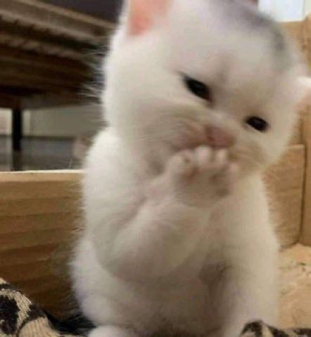 kthaudio's tweet photo. jus 2 giggly kitties https://t.co/sWUODwJ0ZH