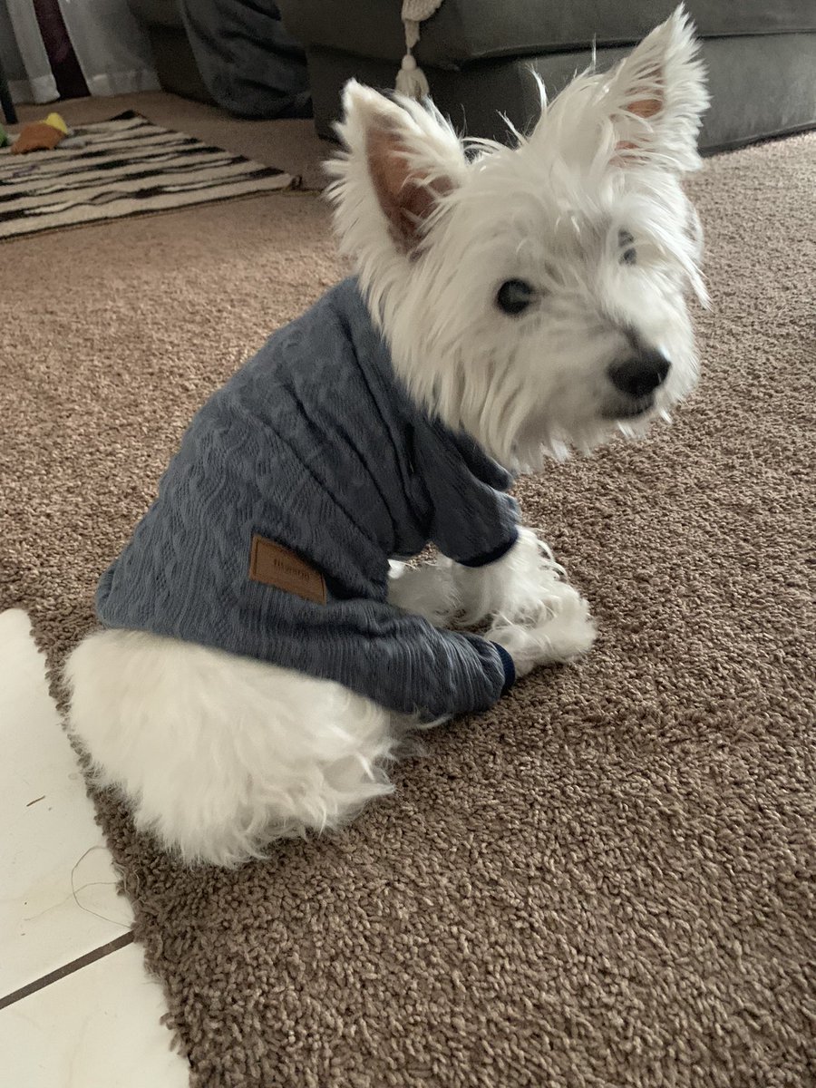 Guys I get real chilly and shiver sometimes. Mom thinks it’s cuz I’m getting older so she bought me some long Johns whatever those are. What’s with the legs? Do I look silly or nah #westie #westhighlandterrier #dogsoftwitter #zeus