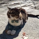 ツイートに含まれる画像