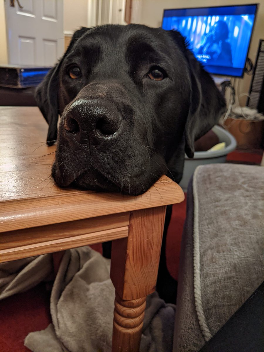 HearingDogs's tweet photo. Ambassador dog Dobby is a big fan of a little chin rest every so often 🤣 https://t.co/dzTIwv7HQj