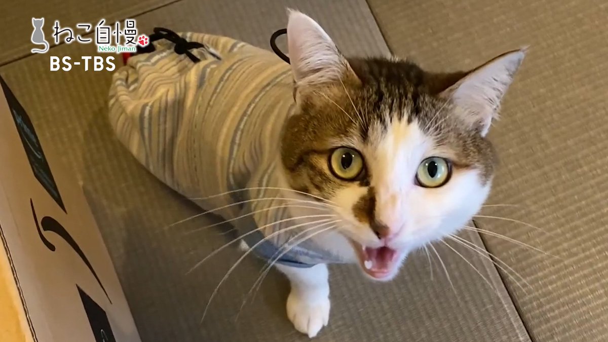 MCねこ・エースくんが23時をお知らせ 明日のこの時間は「ねこ自慢