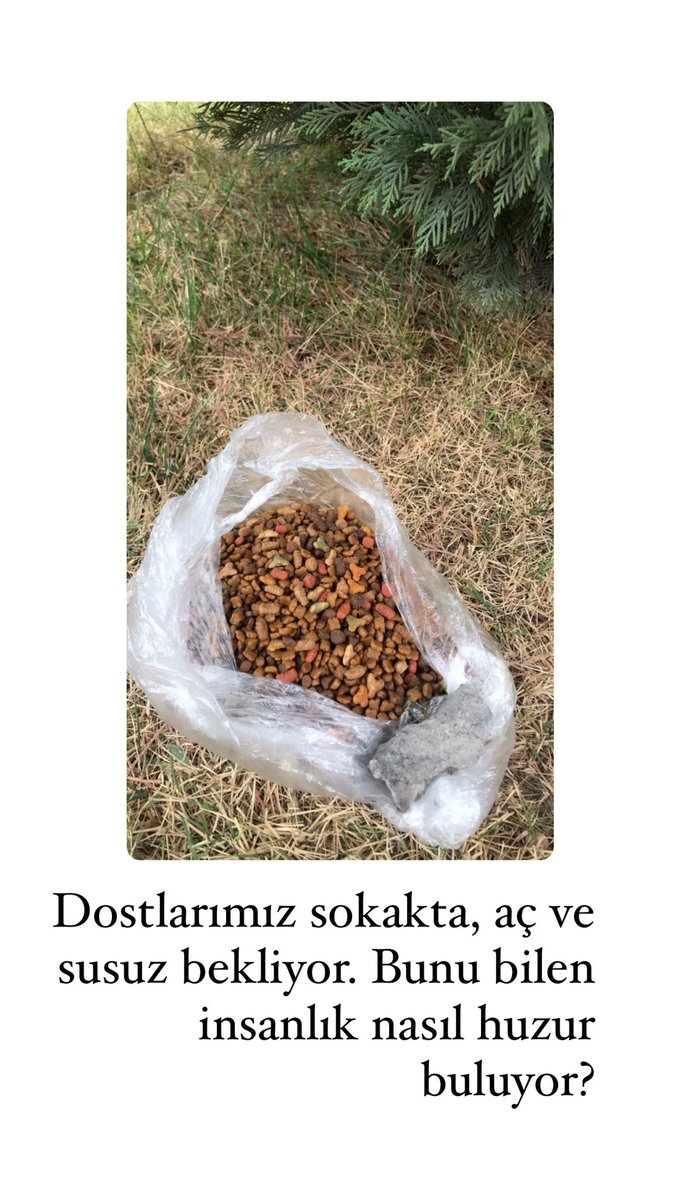 Bu soğuk havada dostlarımız için bir kap mama koymaya sende varmısın ?🥳 #kedi #köpek  #HayvanlarYaşamakİstiyor #kayseri
