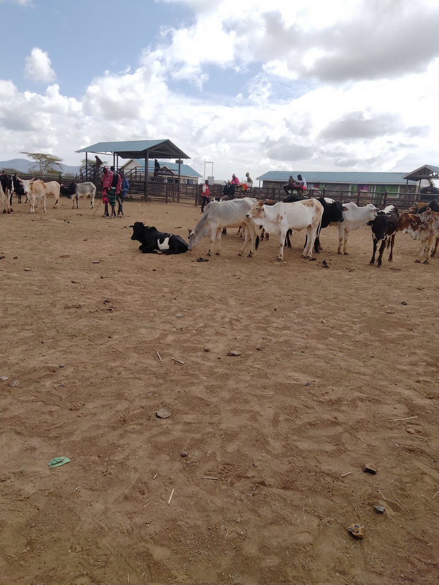 Watson Lepariyo tweet media