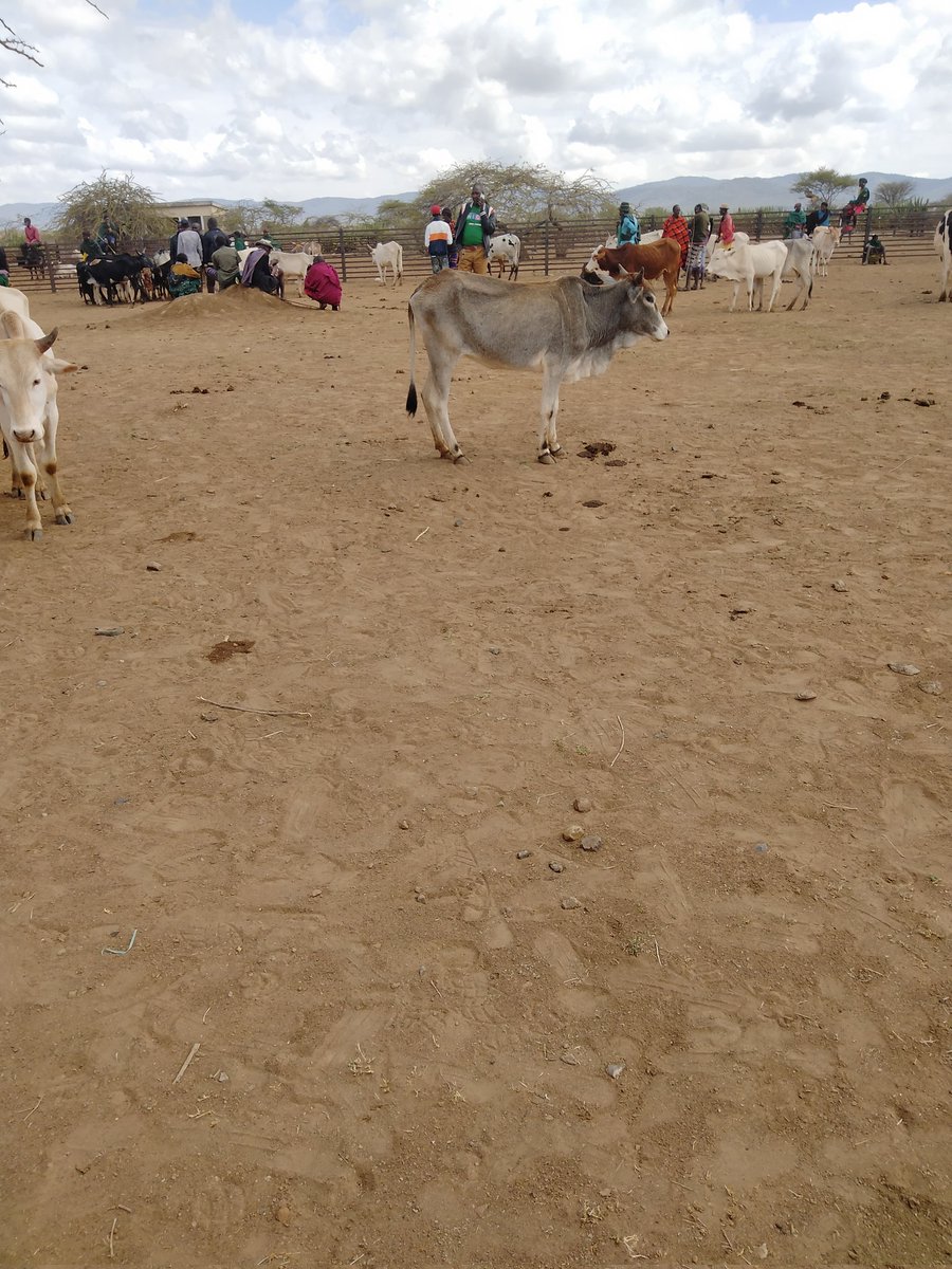 Watson Lepariyo tweet media