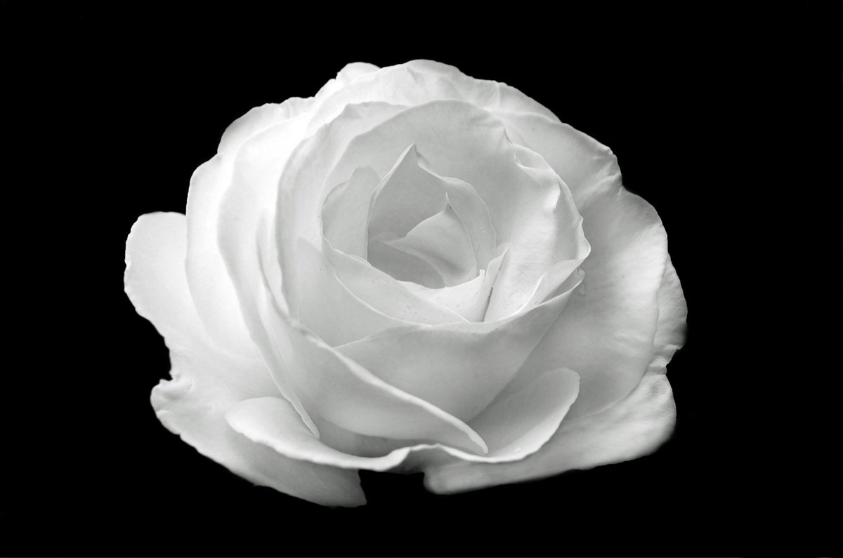 patriziaperrino's tweet photo. __

Stringeva un ramo di mirto, se ne adornava
e un bel fiore di rosa...
La sua chioma
d'ombra copriva gli omeri e le spalle.

[Ἔχουσα θαλλὸν μυρσίνης ἐτέρπετο
ῥοδῆς τε καλὸν ἄνθος·
ἡ δέ οἱ κόμη
ὤμους κατεσκίαζε καὶ μετάφρενα.]

#Archiloco fr.25 DiehlS https://t.co/LdJn5EMobe