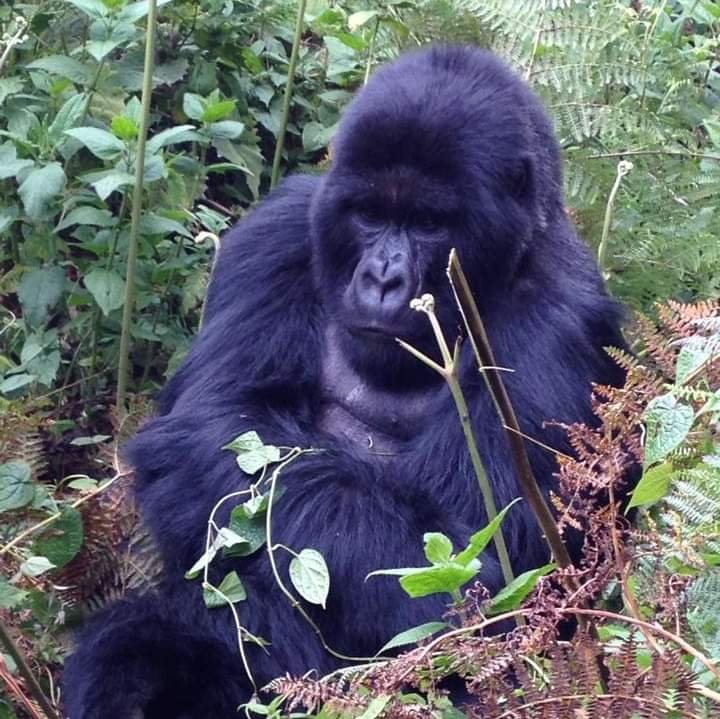 The Gorilla Friendly™ Pledge campaign was initiated by the International Gorilla Conservation Programme (IGCP) – a coalition of Conservation Intenational, Fauna &amp; Flora International and WWF – and Wildlife Friendly Enterprise Network (WFEN) as a way to raise awareness