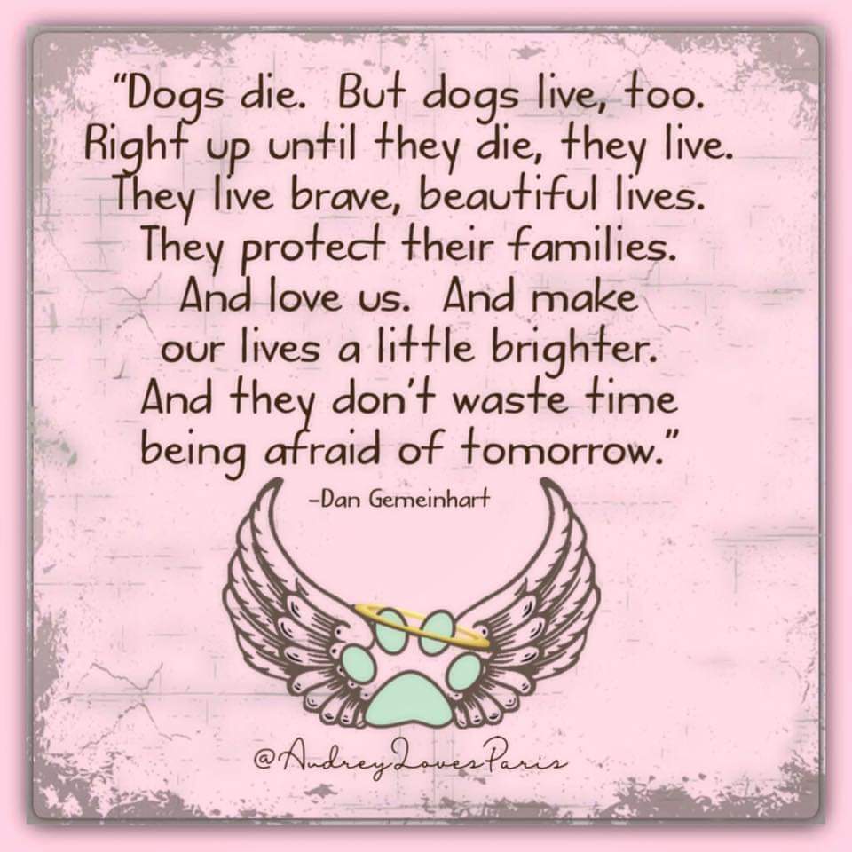 BardinosS's tweet photo. "Los perros #mueren, pero también #viven.
Hasta el último momento, viven.
Viven vidas #Valientes y preciosas.
#Protegen a sus familias.
Y nos #aman. E iluminan nuestras vidas.
Y no pierden el tiempo teniendo miedo al mañana "
#adopta #LosPerrosDelSol #NoCadenas #bardino #ftv https://t.co/MWNW22uznj