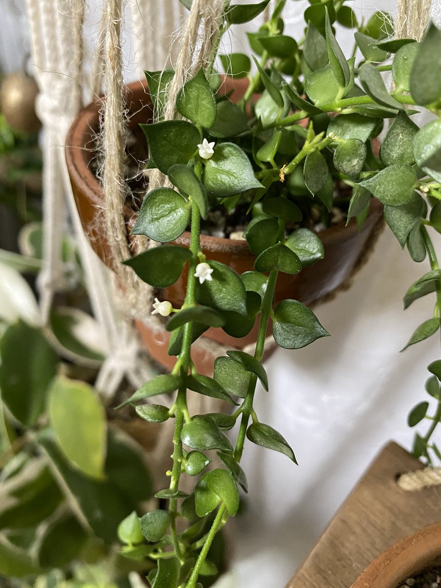 Lilybenail's tweet photo. 春頃お迎えした2号サイズの観葉植物
成長してめちゃめちゃにかわいいお花が咲きました
ベル型の白、天使か👼

ディスキディア　ミリオンハートちゃん https://t.co/De2EYlzKHU