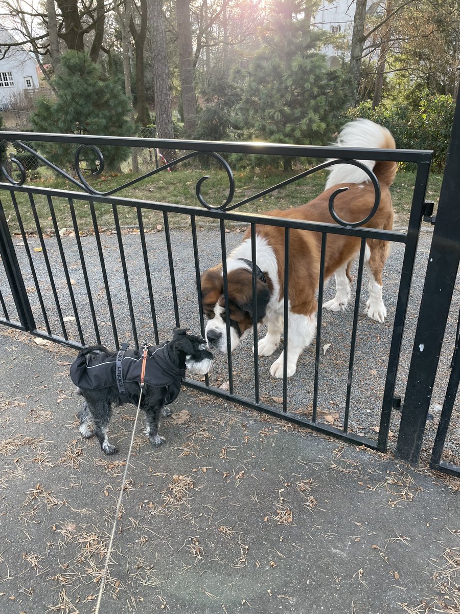 We met our little friend during our morning walk today