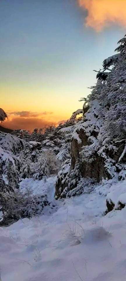 fatooma_dz2's tweet photo. الحظيرة الوطنية بلزمة باتنة؛جبل ثوقر ارتفاع  2095 م
#الثلوج #الجزائر 
#الثلوج_في_الجزائر https://t.co/mvhu6dr1n3