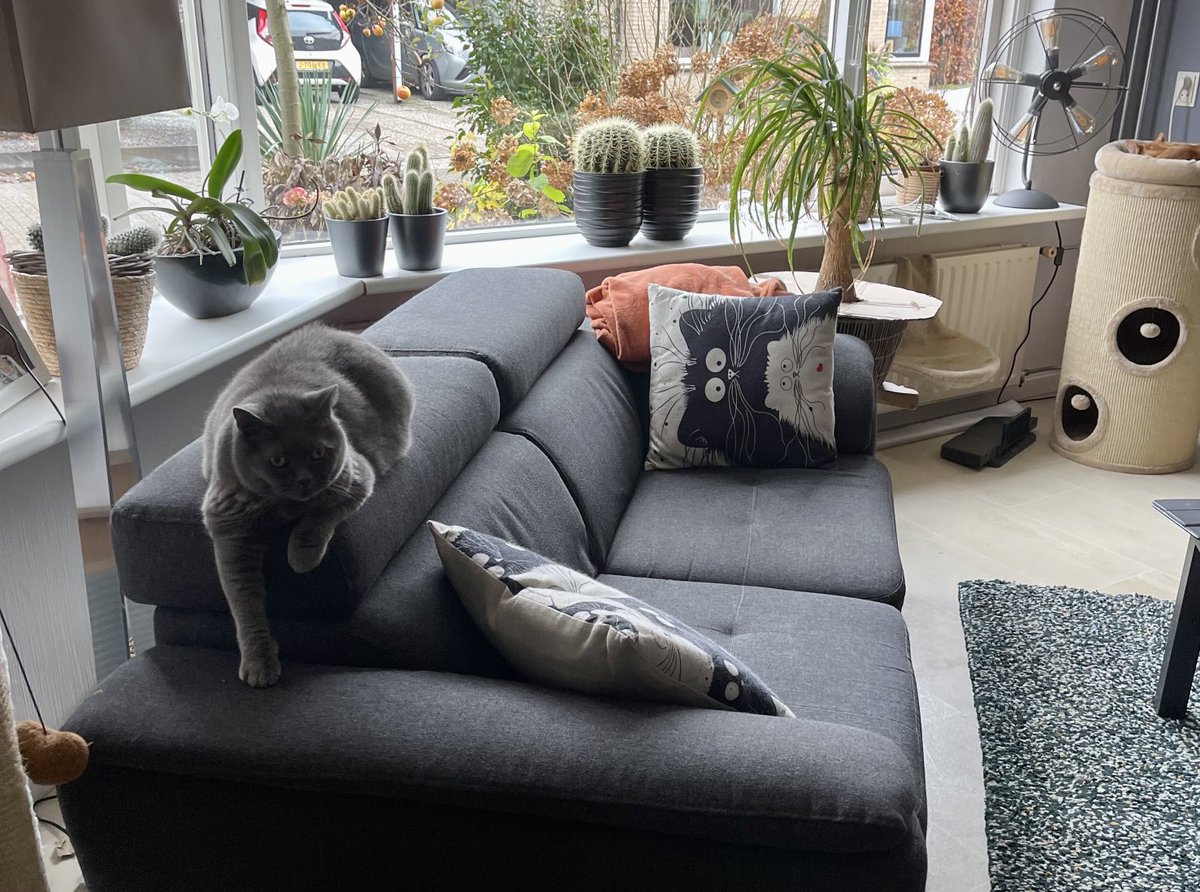 SsshorthairJ's tweet photo. Relaxed Sunday! #CatsOfTwitter #hangkat https://t.co/tKyCYIGqOQ