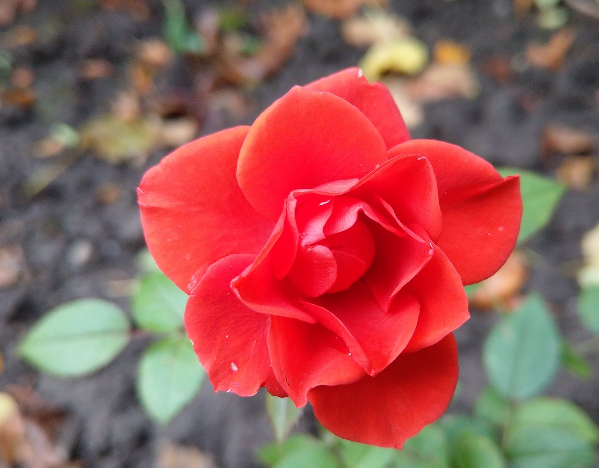 This beauty didn't care that it was the coldest day of the year so far at -3•C, &amp; decided to show her face after all! #garden #roses #winterreise