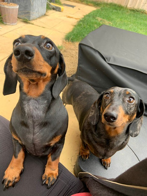 We Love Pets Derby provide dog walkers, licensed dog home boarding, and pet sitters for all types of pets including cats, small animals, reptiles, birds, and more!

#dogwalking #petsitting #derby