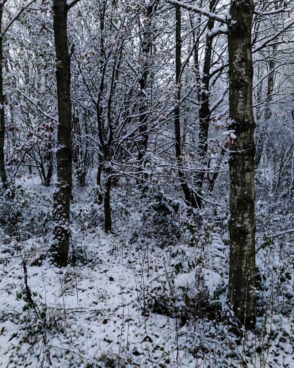 EasterBreich's tweet photo. A very snowy Easter Breich Wood this morning! ❄️ https://t.co/sDrph1xG80