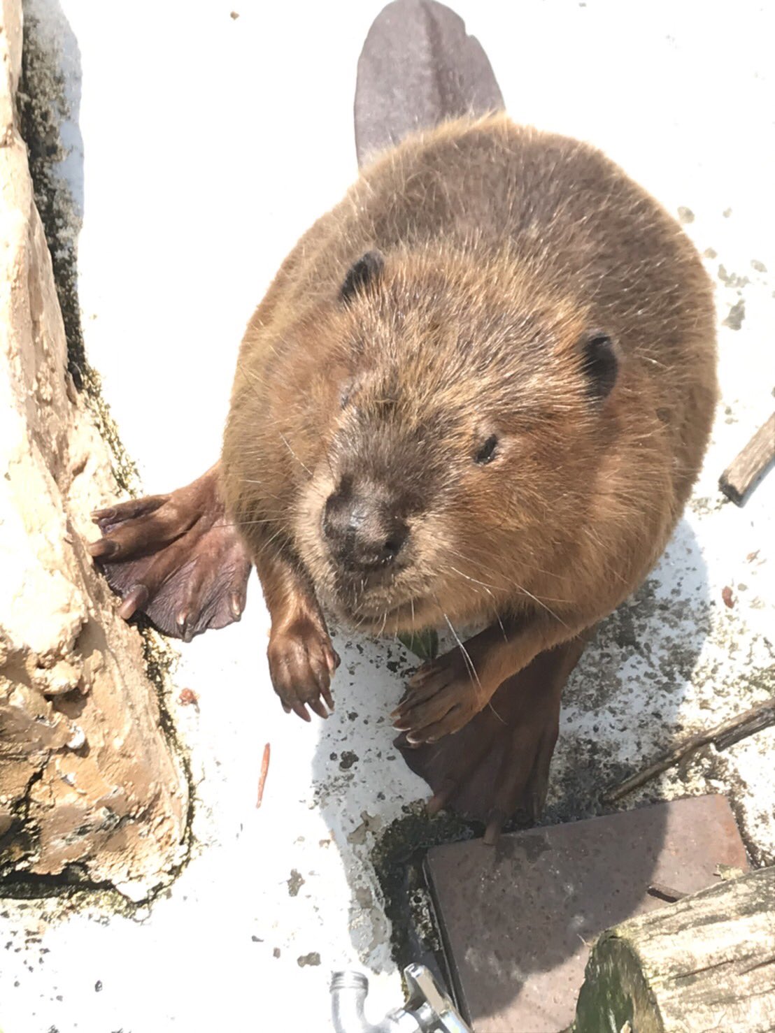 東武動物公園 公式 リュウくん お知らせ アメリカビーバーのチップちゃんが 11月28日早朝 急性肺炎で永眠いたしました つい先日まで 愛らしいコミカルな姿や モカ君と仲睦まじい姿を見せてくれていたのですが 突然のことで私達も動揺がかくせ