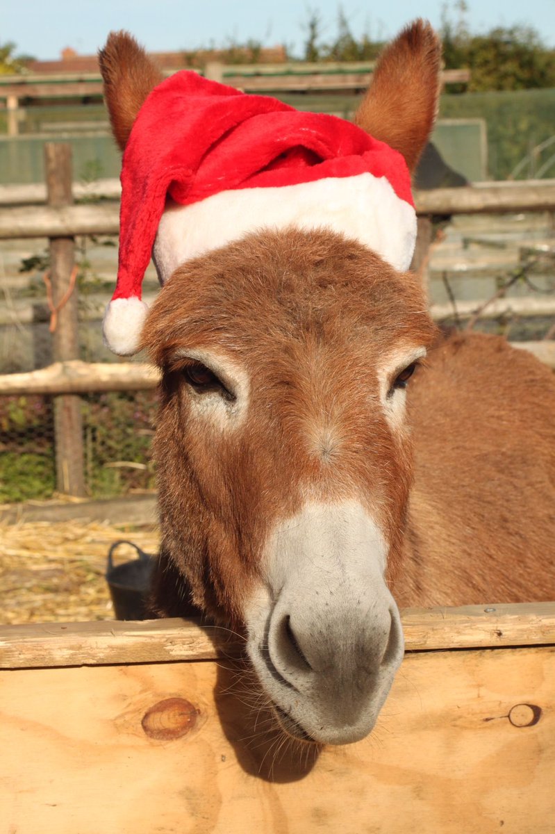 AtkinsCaro's tweet photo. We’ve got some very special visitors at the Festive Fair @TheForumNorwich today - miniature donkeys from Mini Donks, as well as lots of lovely stalls &amp; festive food &amp; drink. All welcome, entry free, so pop in if you’re in the city! #festivefairforum https://t.co/imFINEdviT