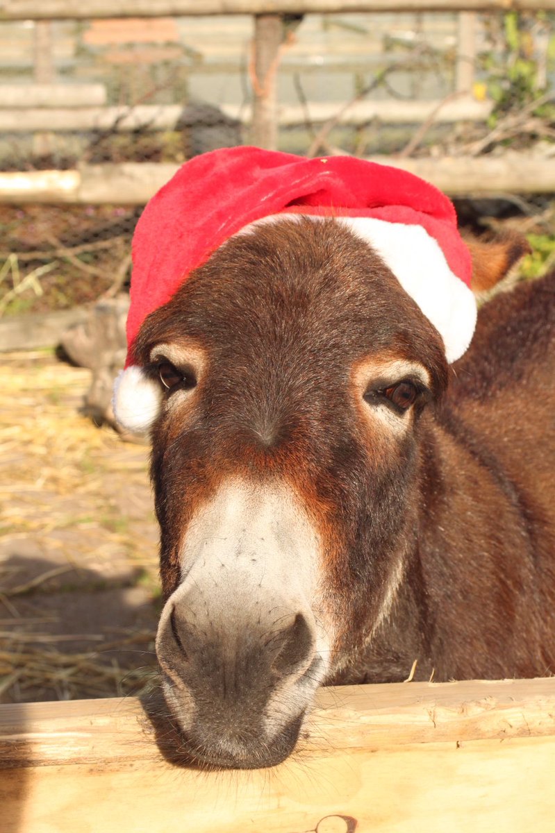 AtkinsCaro's tweet photo. We’ve got some very special visitors at the Festive Fair @TheForumNorwich today - miniature donkeys from Mini Donks, as well as lots of lovely stalls &amp; festive food &amp; drink. All welcome, entry free, so pop in if you’re in the city! #festivefairforum https://t.co/imFINEdviT