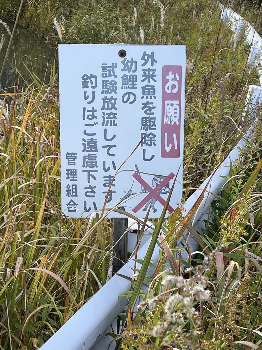 理解不能！外来魚の駆除はいいけど、なぜ鯉はOKなの！？