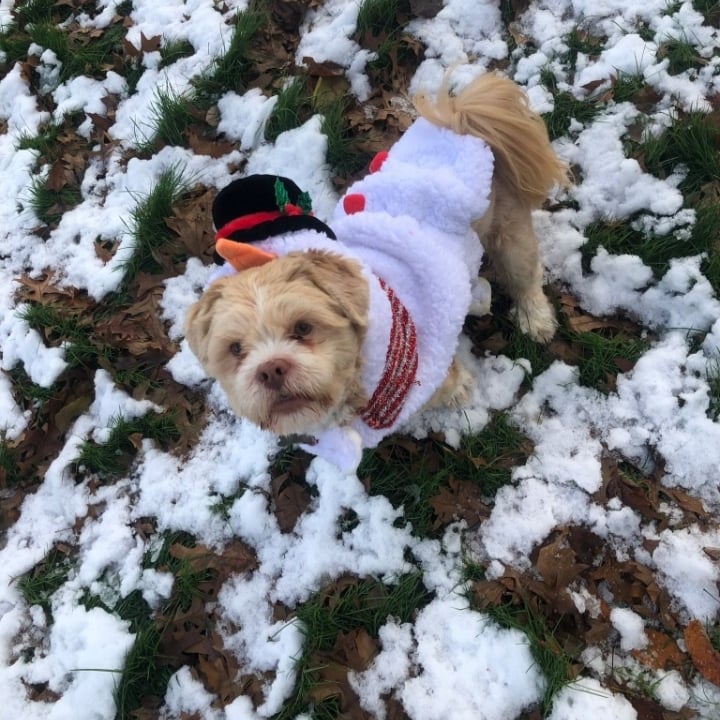 Alisonscakecre1's tweet photo. My little Snowman!! https://t.co/xf3gOwdgPU