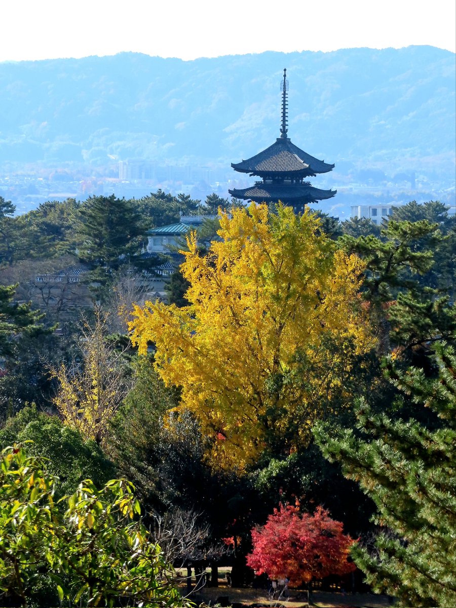 興福寺五重塔遠望。2021年11月28日。