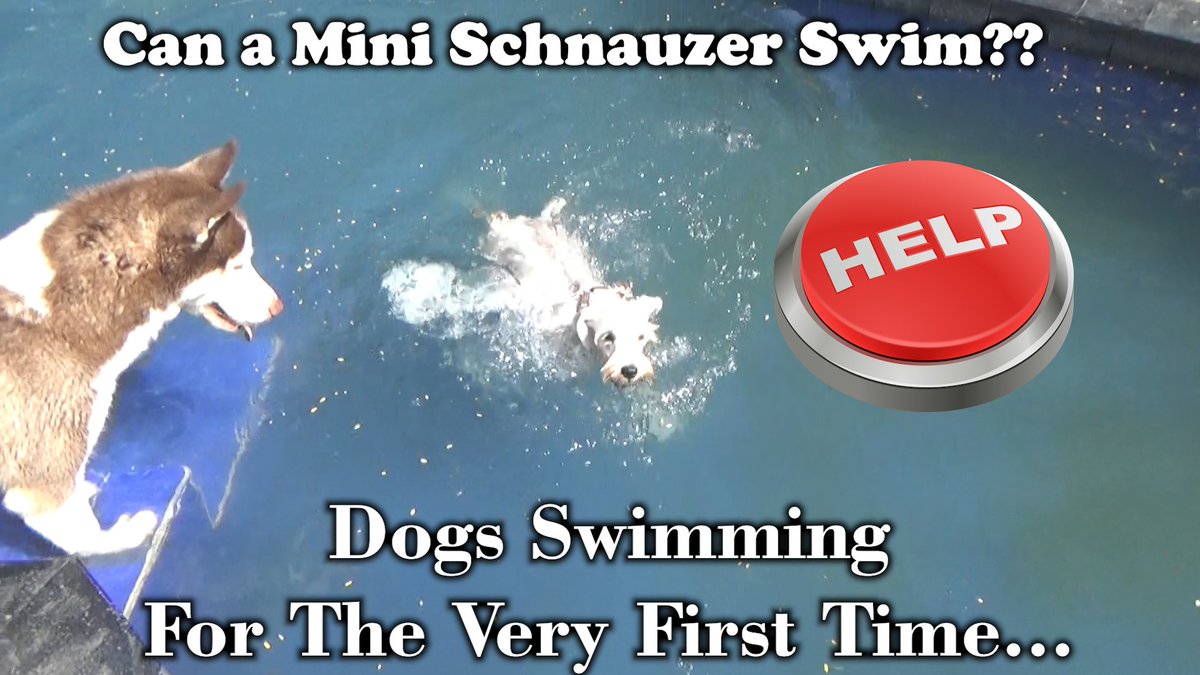LalaAndLilyDogs's tweet photo. Dogs First Time Go To Dog Park &amp; Swim - Part 2 - Funny reaction.
https://t.co/OhVD7UIhs6

#Swimming #swimmingpool #swim #DogsofTwittter #Dog #dogs #SchnauzerGang #poodle #funniesttweets #puppylove #puppy #Puppies #DogShow #dogstagram #dogslife #dogsofinstagram #BTSSoFiStadium https://t.co/uv1HnMFvkO