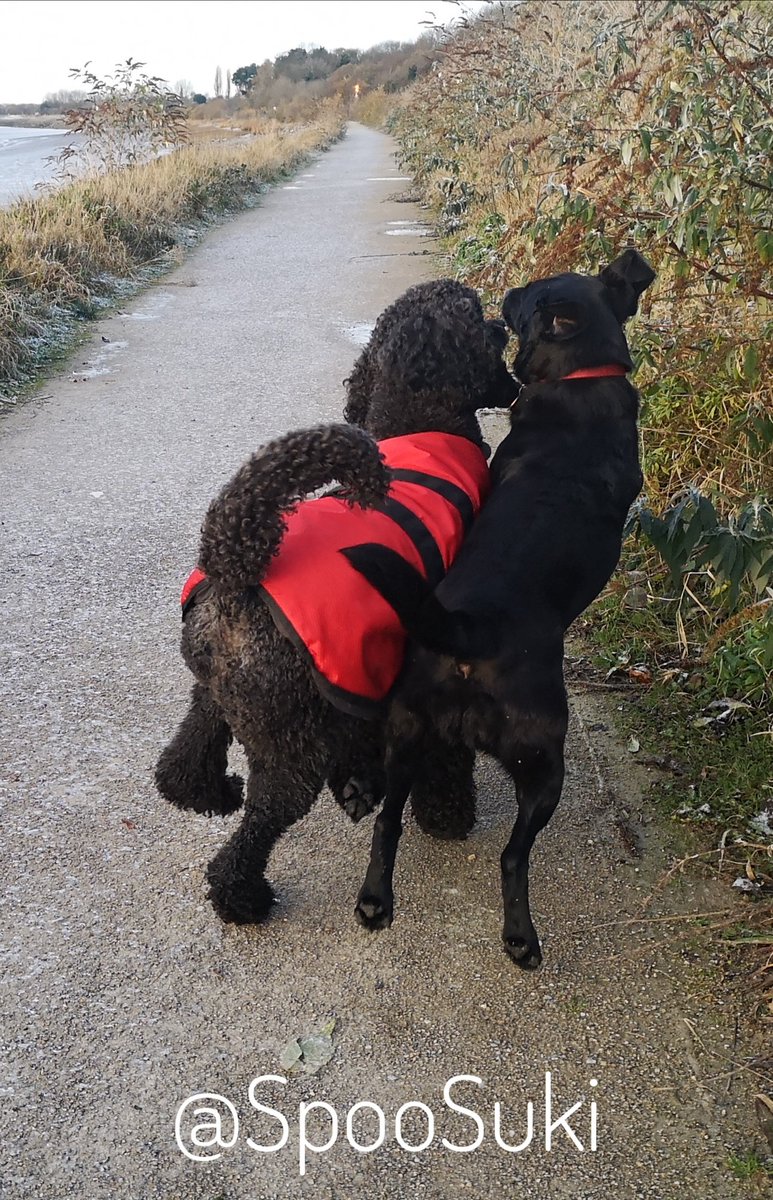 I didn't get a run yesterday because of the weather but we made up for it this morning 🤪
#StandardPoodle #Poodle #DogsOfTwitter