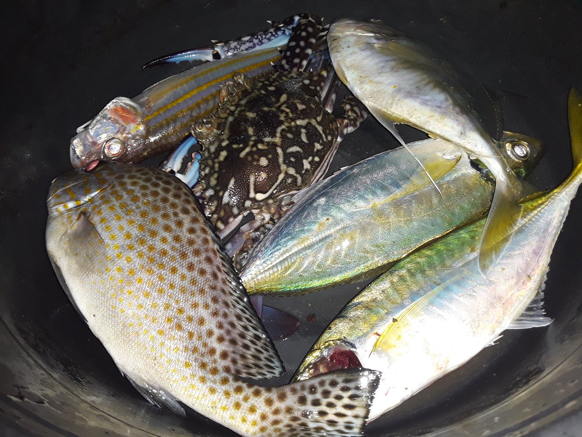 SalduaSam's tweet photo. Fresh from the sea. 
#Blessed 
#Fisherman https://t.co/Rv7caxTAWx
