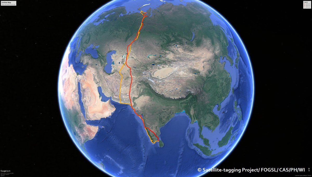 gayomini's tweet photo. We reach a key milestone of our bird migration studies in Sri Lanka, as one of our GPS-tagged Heuglin’s Gulls (nick named ‘Manike’) arrives back in Mannar, after completing a full migration cycle; a 19,360 km round trip to European arctic &amp; back.  
https://t.co/qfciz6npPD https://t.co/Yc2Sc0BlM2