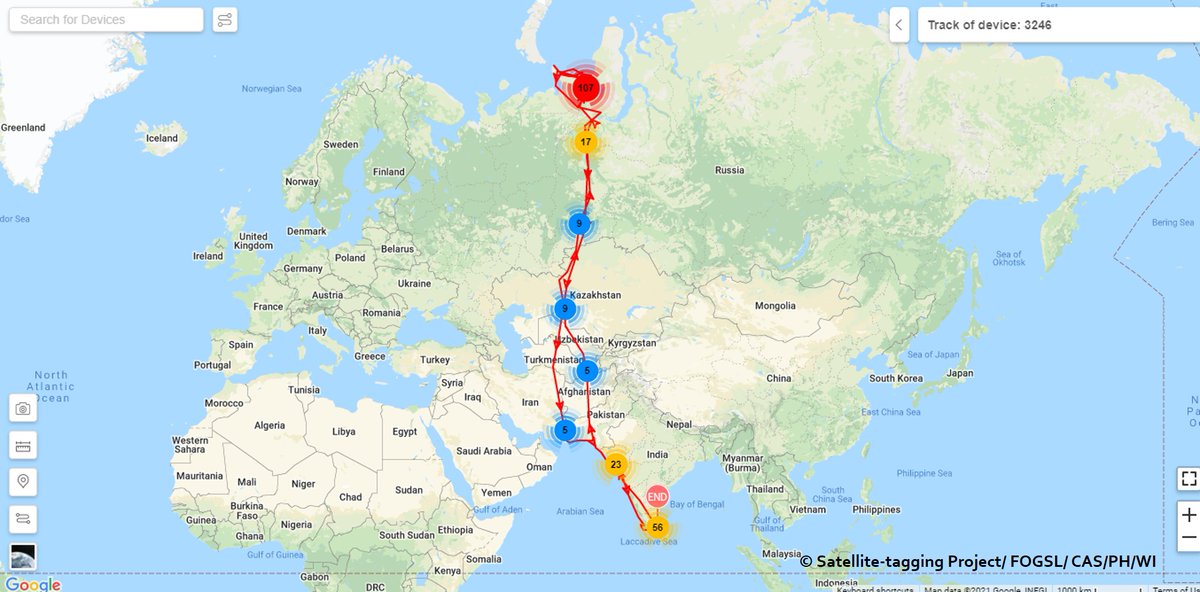 gayomini's tweet photo. We reach a key milestone of our bird migration studies in Sri Lanka, as one of our GPS-tagged Heuglin’s Gulls (nick named ‘Manike’) arrives back in Mannar, after completing a full migration cycle; a 19,360 km round trip to European arctic &amp; back.  
https://t.co/qfciz6npPD https://t.co/Yc2Sc0BlM2