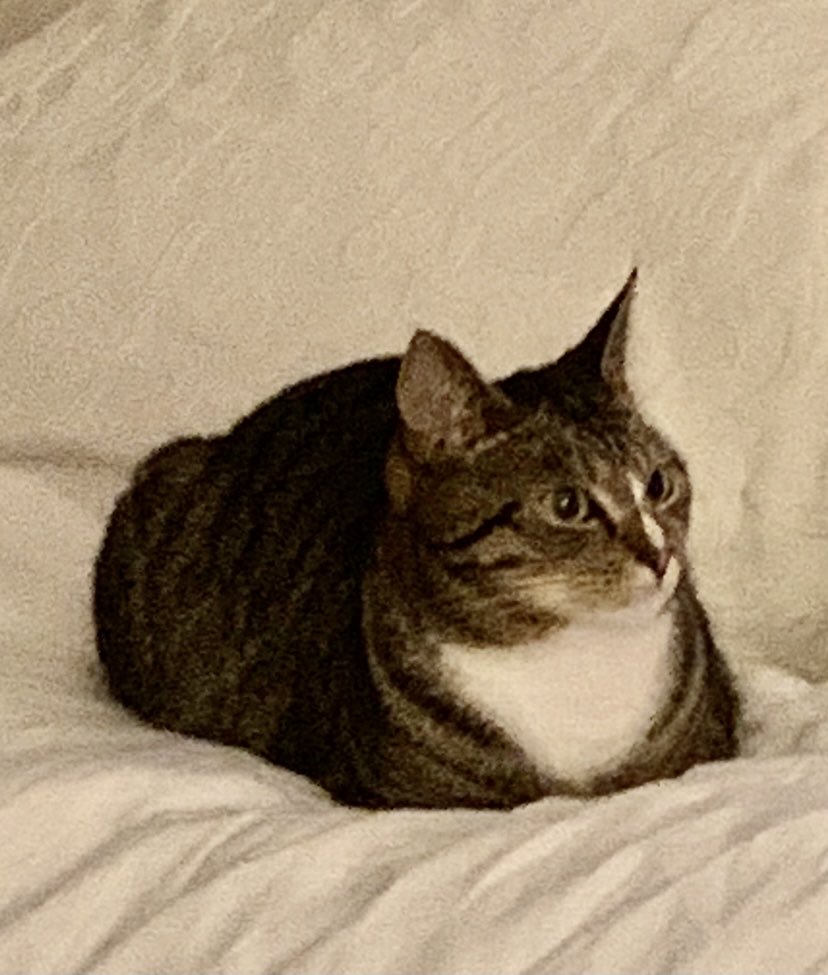 anniean73967235's tweet photo. #StayinIn 🐾🐾😽 https://t.co/2CTcjjZAwx