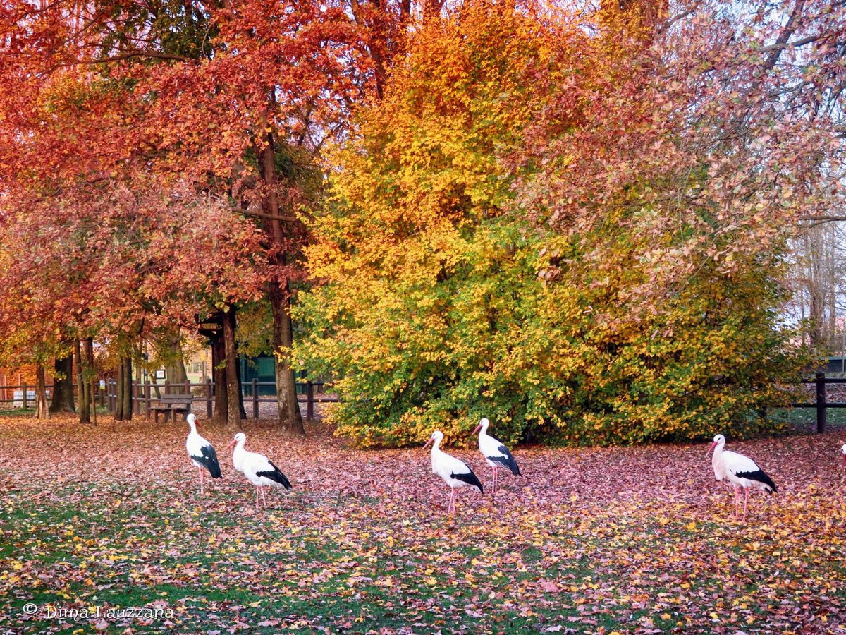 Colori d'autunno all'Oasi 
Colores del otoño 🍂 en #oasideiquadris 

#stork #cigüeña #cigonya #storch #cigogne #ooievaar #cicogna #Cegonha #nature #bird #oasideiquadrisfagagna #ciconiaciconia #cicognabianca