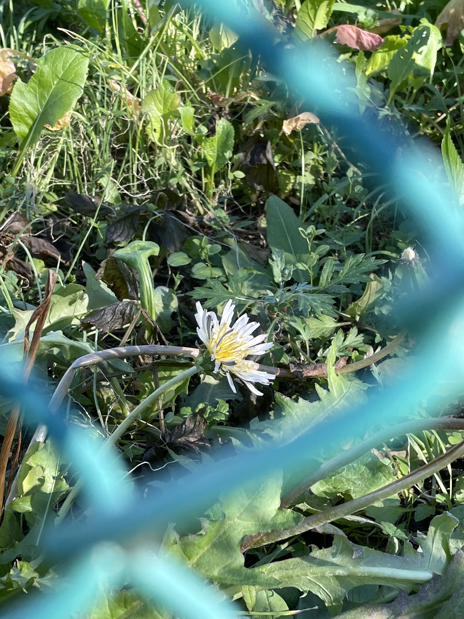 鈴木えりん En Suzu Twitter