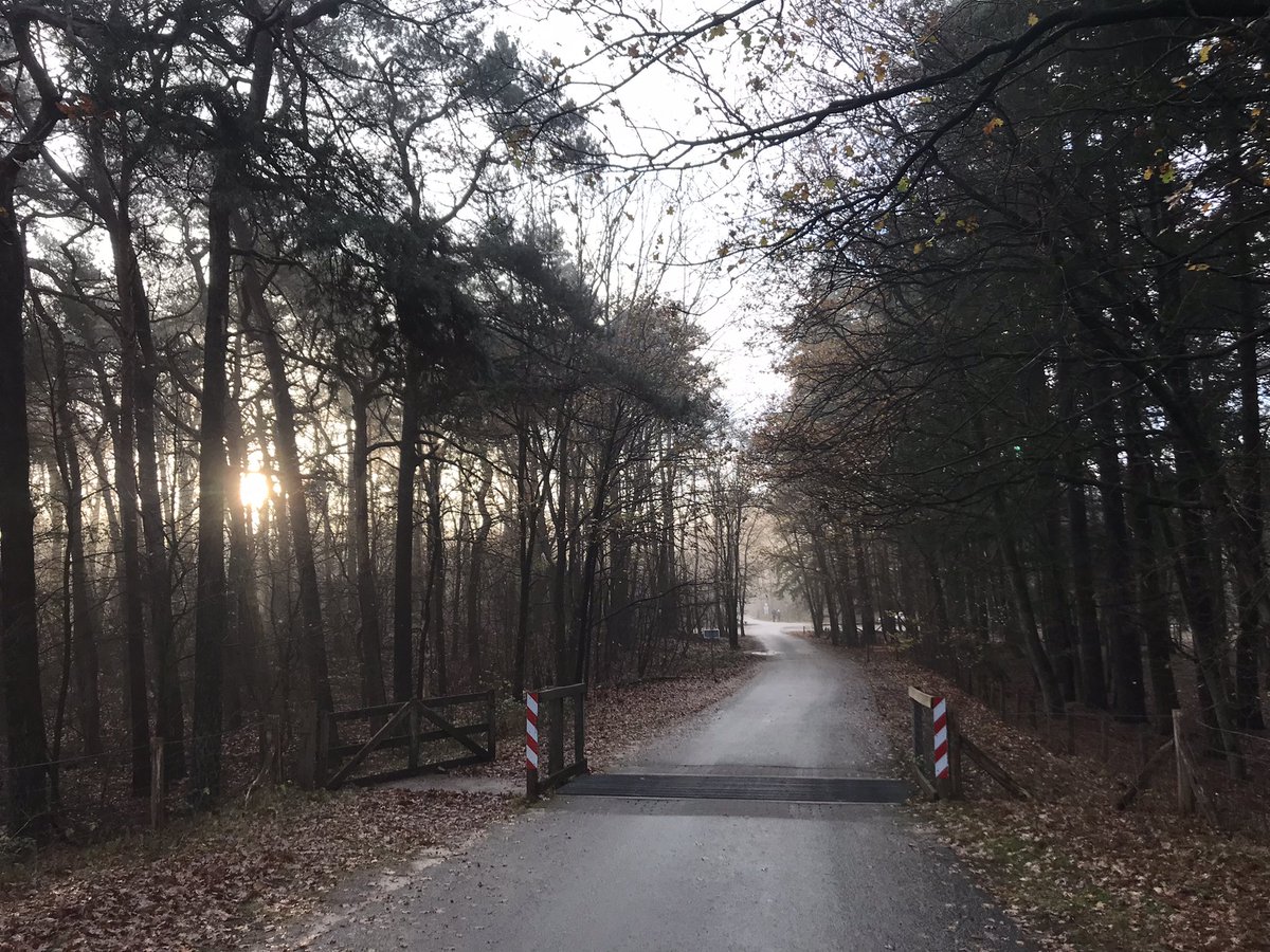 Sun ☀️ trying very hard to get above those trees in #Zandenbos on the #Veluwe near #Nunspeet 🇳🇱