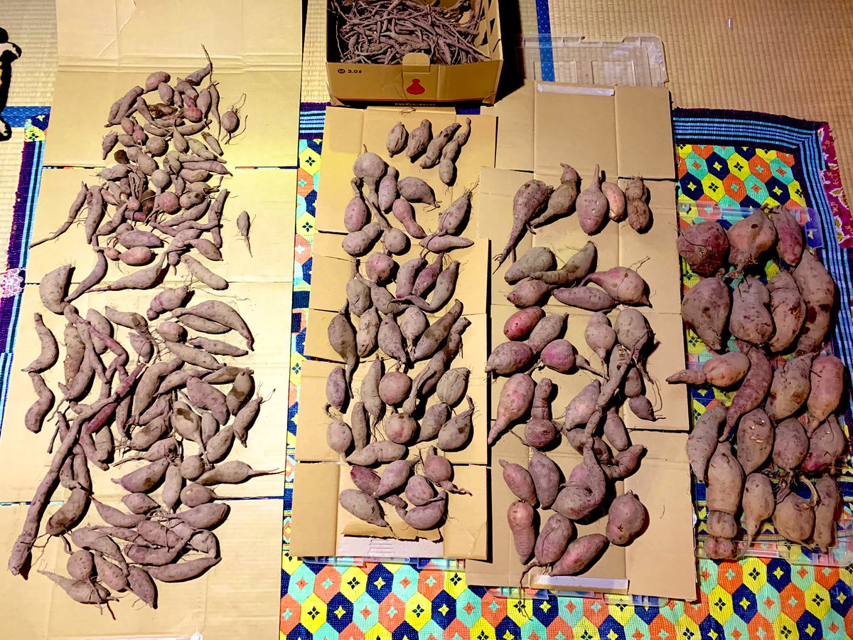 FukaLp's tweet photo. 2日かかって掘り上げたさつまいもコレクション。愛おしくて食べれん。 https://t.co/0gHnViSfdv