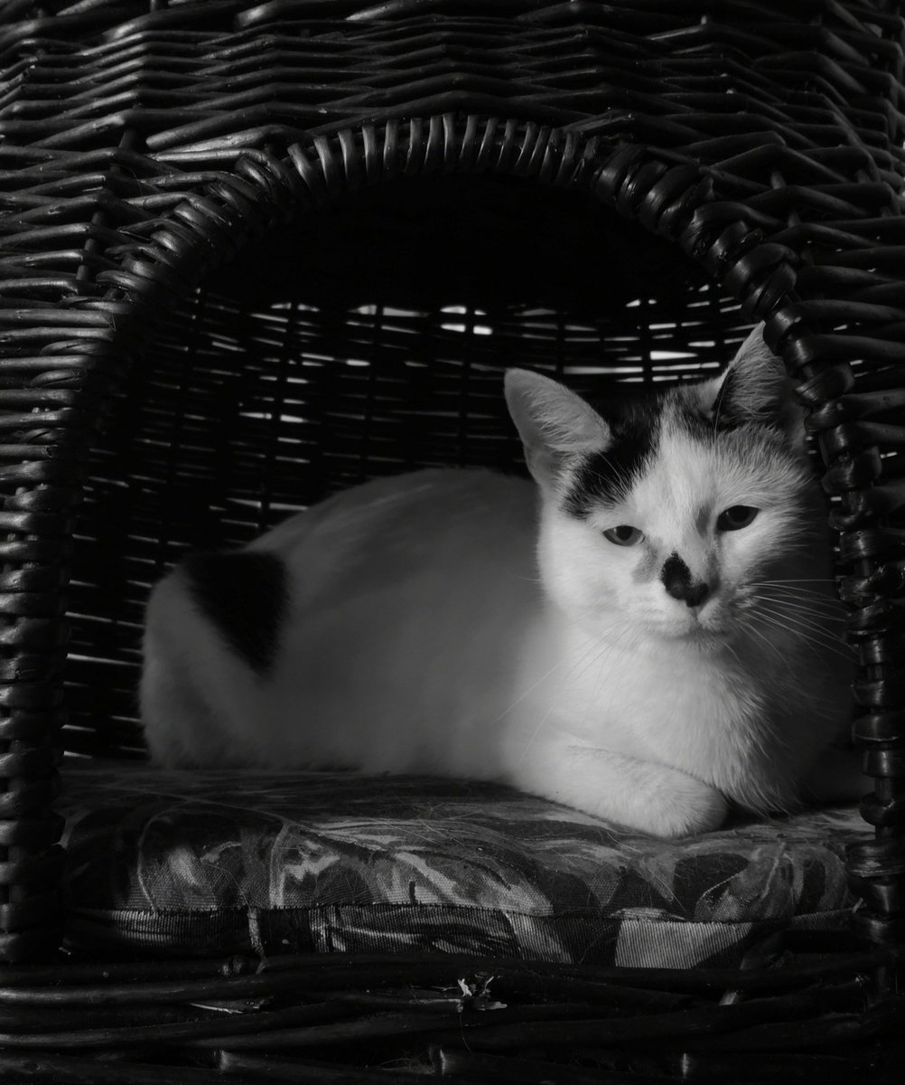 xabini's tweet photo. Ondo Yoko?
Yoko ondo.
🔥🎥
.
#baserriketan #yoko #etxe #katua #pets #cat #pet #hotza https://t.co/yQTBcWjLho