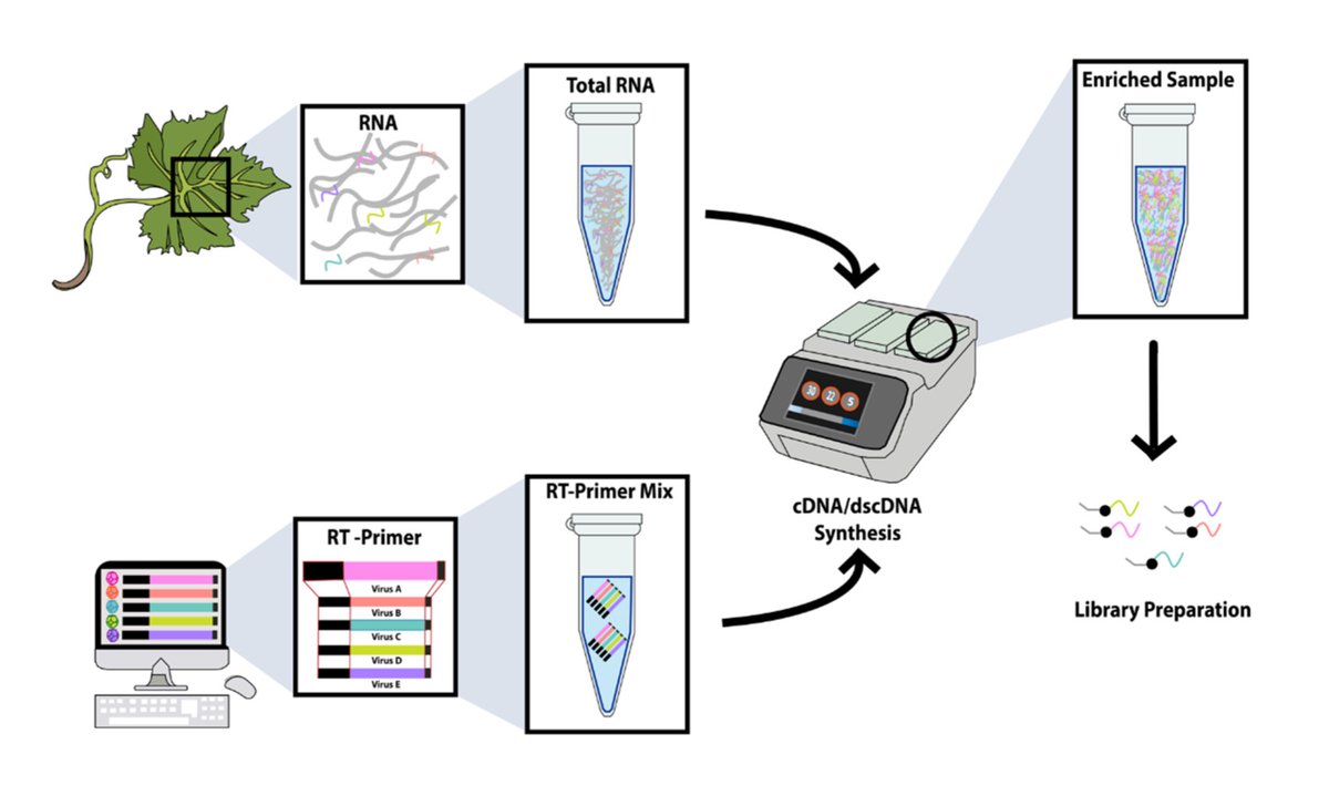 PestinfoW's tweet photo. TArget-SPecific Reverse Transcript (TASPERT) pool - a new technique for reliable detection of #PlantPathogenic RNA #viruses using HTS - article in @VirusesMDPI by @andrese52 and others like @ochoa_corona at @okstate_epp - https://t.co/V5Q6hylZVF https://t.co/bnSWsm9lYr