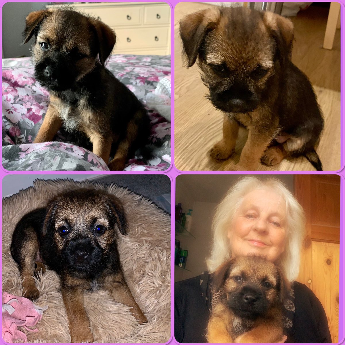 nurse_polly's tweet photo. Welcome little girl, here’s Mabel🎀 #myworld #newpuppy #puppylove #bundleoffun #9weeksold 💕💕💕 https://t.co/3ZwzmbD3M7