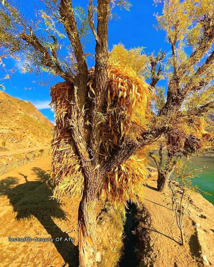 VisitAFG's tweet photo. Kunar Province of Afghanistan
📷 Wahid Rahimdil https://t.co/I4boEoBNzo
